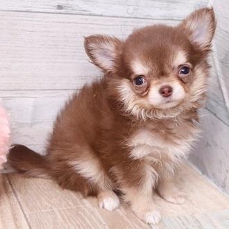 animal_image