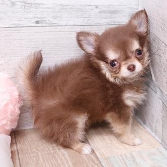 animal_image