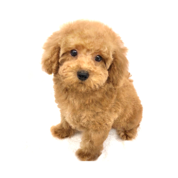 animal_image