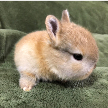 animal_image