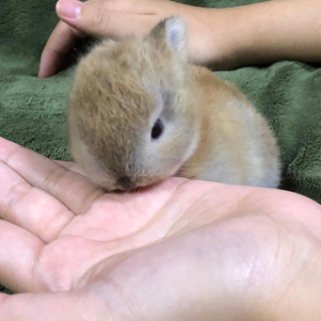 animal_image