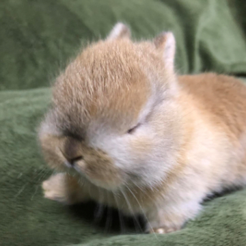 animal_image
