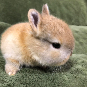 animal_image