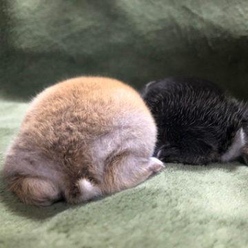 animal_image