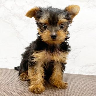 animal_image