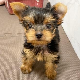 animal_image
