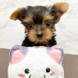 animal_image