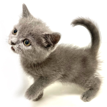 animal_image