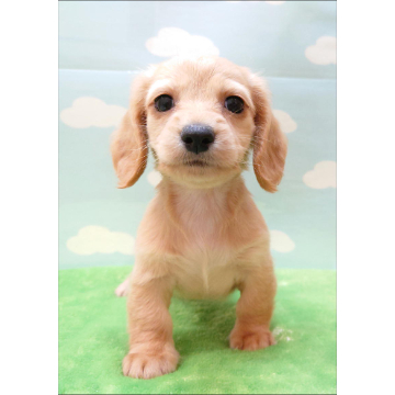animal_image