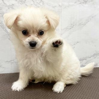 animal_image