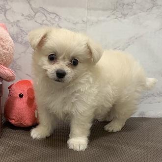 animal_image