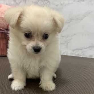 animal_image