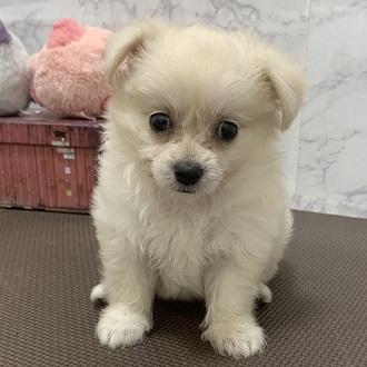 animal_image