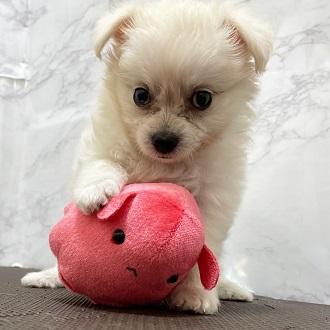 animal_image