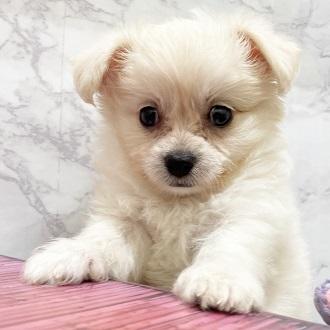 animal_image