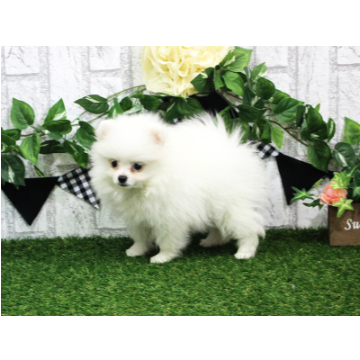 animal_image
