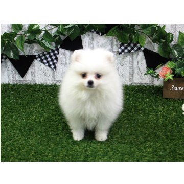 animal_image