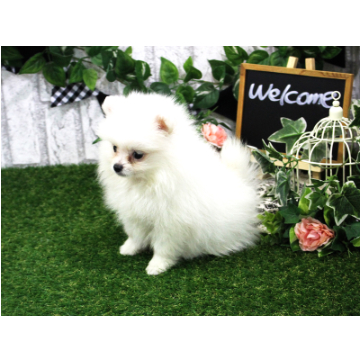 animal_image