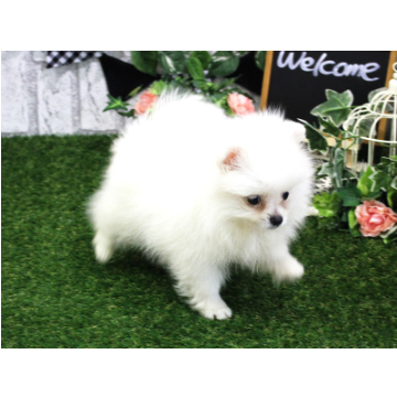 animal_image