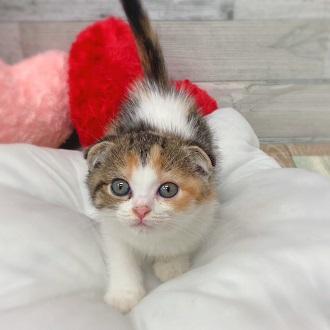 animal_image