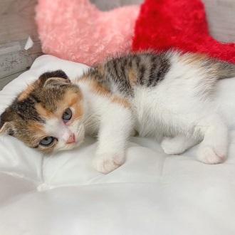 animal_image