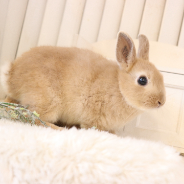 animal_image