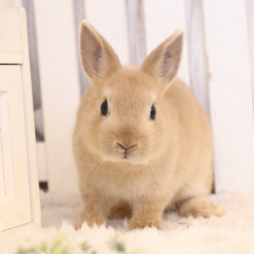 animal_image