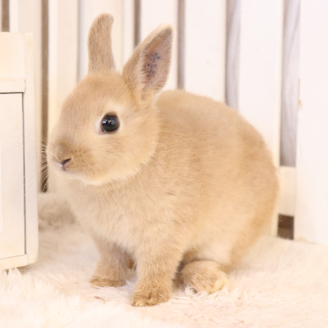 animal_image