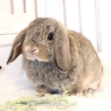 animal_image