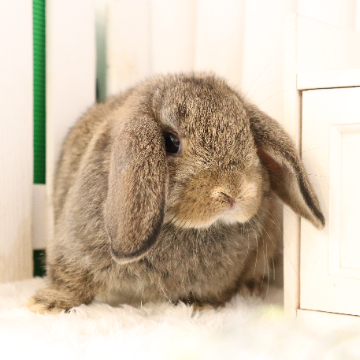 animal_image