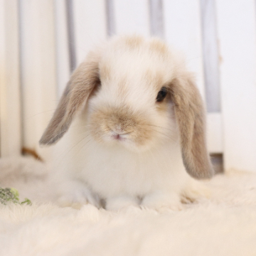 animal_image
