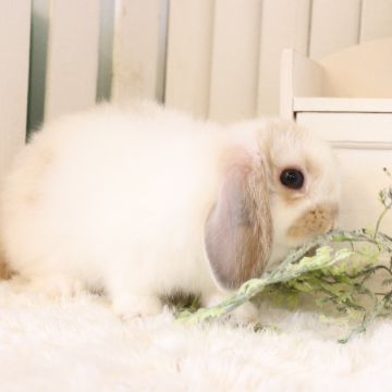 animal_image