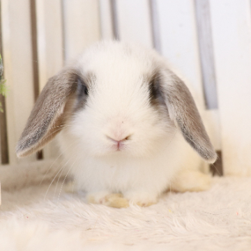 animal_image