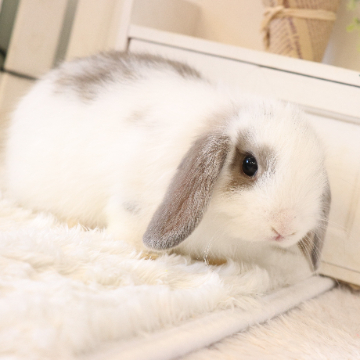animal_image