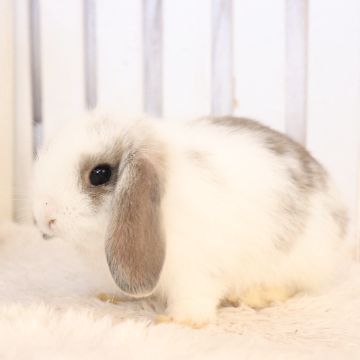 animal_image