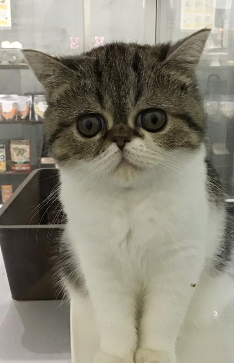 animal_image