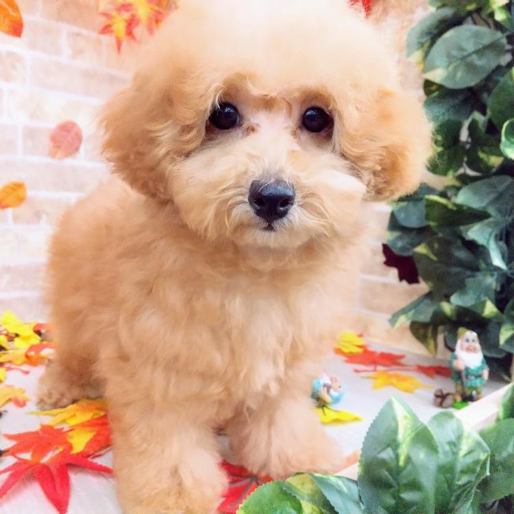 animal_image