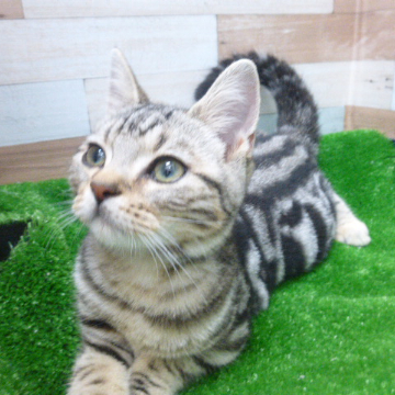 animal_image