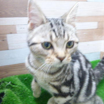 animal_image
