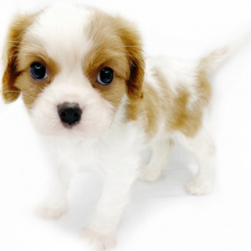 animal_image