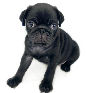 animal_image