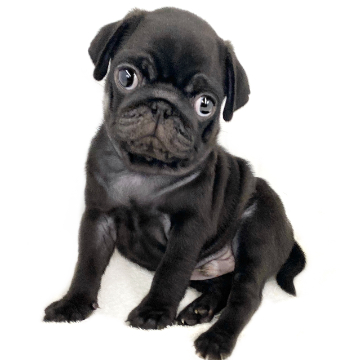 animal_image