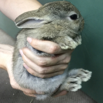 animal_image
