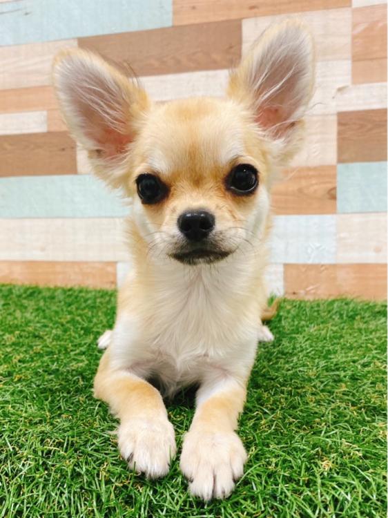 animal_image