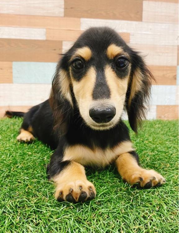 animal_image