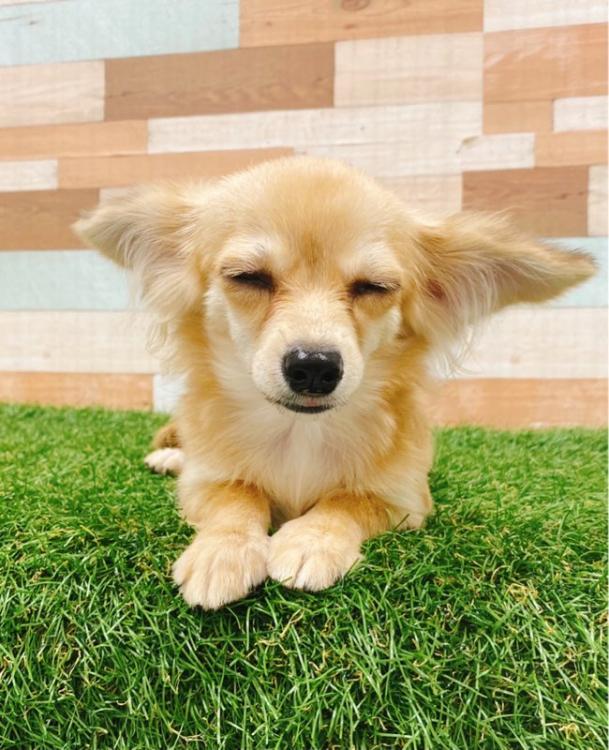 animal_image