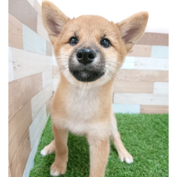 animal_image