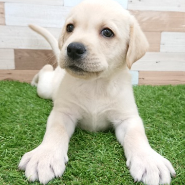 animal_image