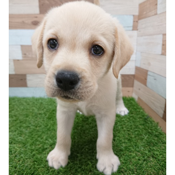 animal_image