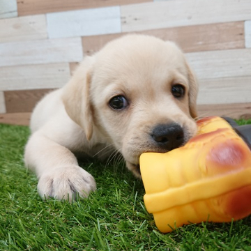 animal_image